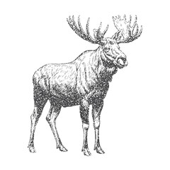 Moose with retro photocopy stipple effect, for grunge design. Vector illustration in vintage halftone brutalist design for banner or poster