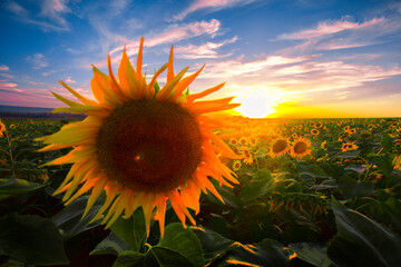 blooming scene, picturesque panoramic view of blooming sunflowers on the field of europe, Italy, Tuscany, Europe ...exclusive - this image is sold only on adobe stock