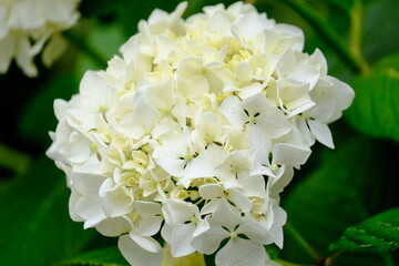 風に揺れる白色の紫陽花の花（クローズアップ）
