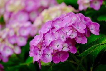 風に揺れるピンク色の紫陽花の花（クローズアップ）
