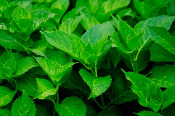 雨上がりの紫陽花の葉と瑞々しい緑