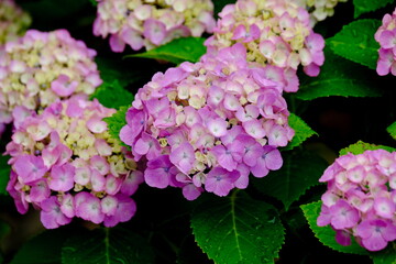 風に揺れるピンク色の紫陽花の花（クローズアップ）