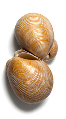 Unique shell collection coastal beach nature photography studio lighting close-up marine life