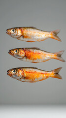 Freshly caught fish display understudio photography culinary art minimalist environment close-up view seafood concept