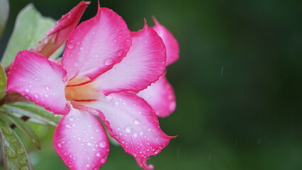 アデニウムの花に雫