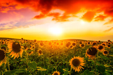 Fototapeta premium blooming scene, picturesque panoramic view of blooming sunflowers on the field of europe, Italy, Tuscany, Europe ...exclusive - this image is sold only on adobe stock