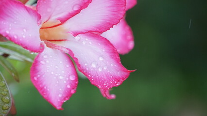 花びらについた水滴
