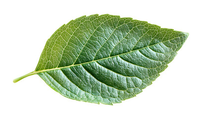 Obraz premium small green leaf isolated on white background botany leaf