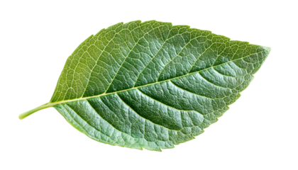small green leaf isolated on white background botany leaf