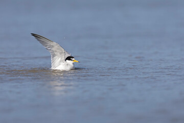least tern (Sternula antillarum) taking off.