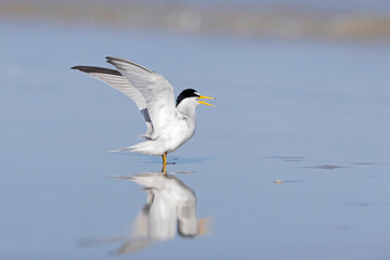 Fototapeta premium least tern (Sternula antillarum) taking off.