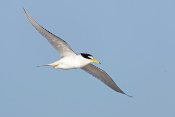least tern (Sternula antillarum) in flight.