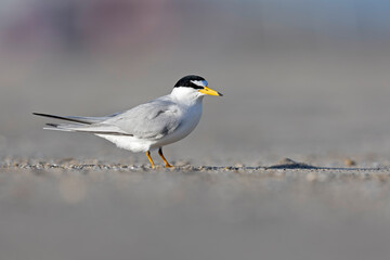 Obraz premium least tern (Sternula antillarum) perched on the beach.