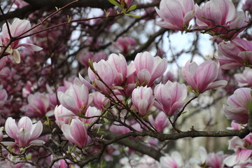 magnolia tree blossom