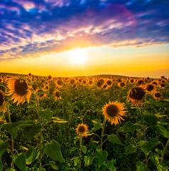 Blooming Scene Picturesque Panoramic View