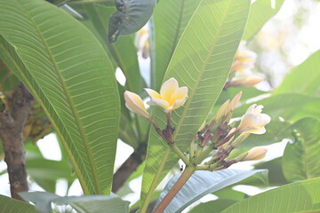 Plumeria rubra flower. It  is a deciduous plant species belonging 
Its other names...