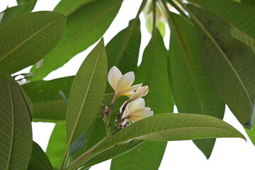 Plumeria rubra flower. It &nbsp;is a&nbsp;deciduous&nbsp;plant species belonging 
Its other names names&nbsp;frangipani, paucipan, frangipani, common frangipani, temple tree, calachuchi and simply&nbsp;plumeria.