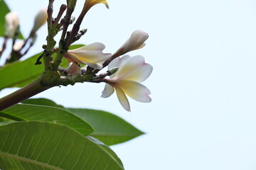 Plumeria rubra flower. It  is a deciduous plant species belonging 
Its other names names frangipani, paucipan, frangipani, common frangipani, temple tree, calachuchi and simply plumeria.