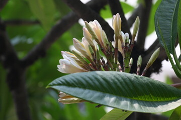Plumeria rubra flower. It  is a deciduous plant species belonging 
Its other names names frangipani, paucipan, frangipani, common frangipani, temple tree, calachuchi and simply plumeria.