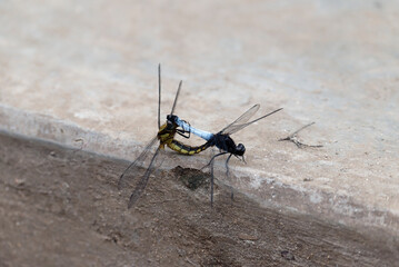 Close-up of dragonfly mating