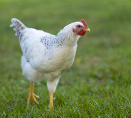 Healthy young chicken walking freely on a green pasture