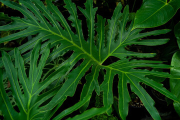 Fototapeta premium Close-up of a deeply lobed Philodendron selloum leaf with rich green color and striking vein patterns under soft light.