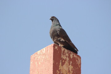 A close-up shot of a black dove or black pigeon