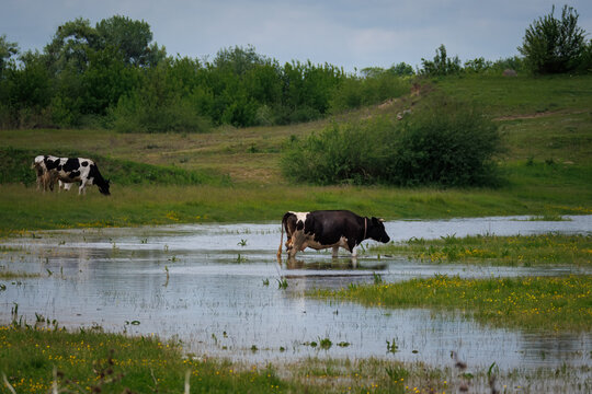 A few adult female cows stand in a riverside meadow on a sunny spring day, eating green grass perpendicular to the camera.
