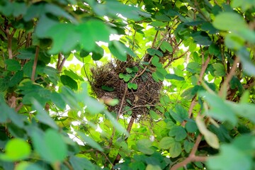A bird's nest hidden in the bush.