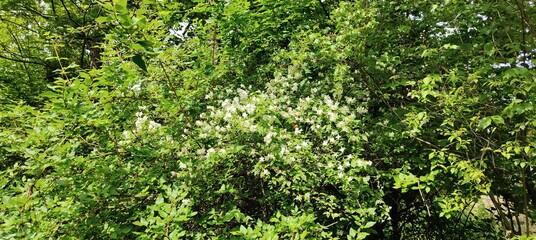 green leaves in the garden