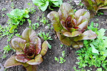 rural landscape. leaf lettuce in garden beds	