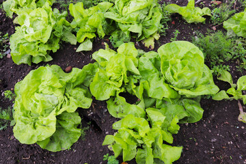 rural landscape. leaf lettuce in garden beds	