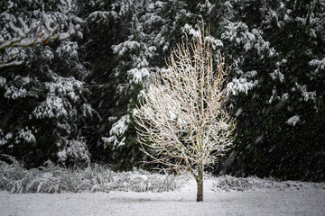 Trees in the heavy snowfall. Canterbury. South Island.