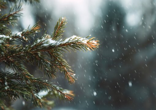 Snow falling on pine tree branches in winter season