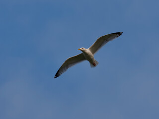 seagull in the sky