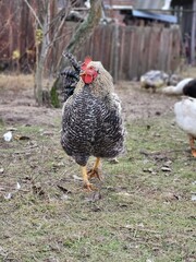 Rooster walks by wooden fence on village farm