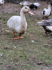 Dirty white duck standing on grassy patch