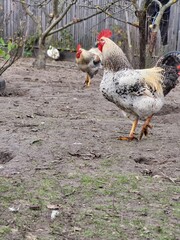 Rooster and hen walking near tree on farm