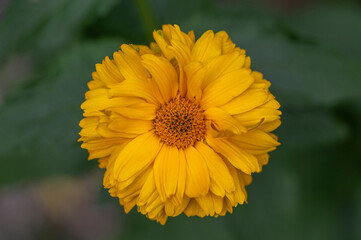 Heliopsis helianthoides double flower rought oxeye in bloom, yellow flowering flowers during summer in garden