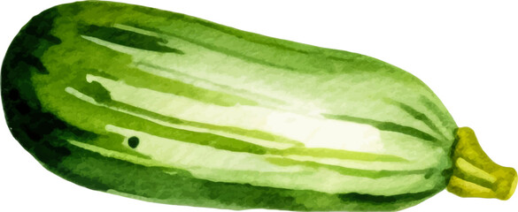 Watercolor painted zucchini. Hand drawn fresh food design element isolated on white background.