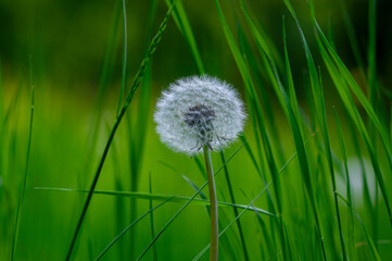Common dandelion Taraxacum officinale faded flowers looks like snow ball, ripe cypselae fruits