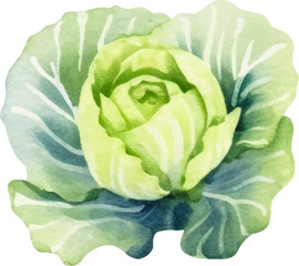 Fototapeta premium Watercolor painted cabbage. Hand drawn fresh food design element isolated on white background.
