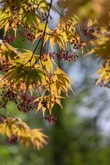 Acer palmatur smooth japanesse maple in bloom with bright colors foliage, deciduous flowering ornamental palmate small tree