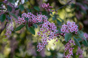 Prunus padus colorata pink flowering cultivar of bird cherry hackberry tree, hagberry mayday tree in bloom in sunlight