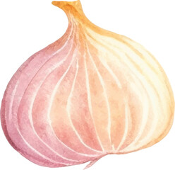 Watercolor painted onion. Hand drawn fresh food design element isolated on white background.