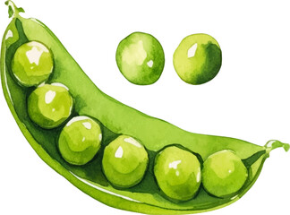 Watercolor painted peas. Hand drawn fresh food design element isolated on white background.