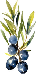 Watercolor painted olives branch Hand drawn fresh food design element isolated on white background