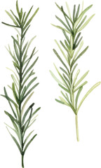 Fototapeta premium Watercolor painted rosemary. Hand drawn fresh food design element isolated on white background.