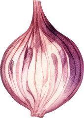 Watercolor painted onion. Hand drawn fresh food design element isolated on white background.