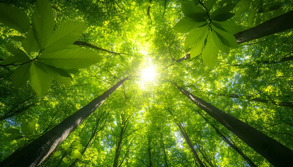 forest canopy with the sun and bright green leaves in the sunshine. Tall beech trees
